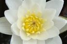 Кувшинка белая лилия фотографии